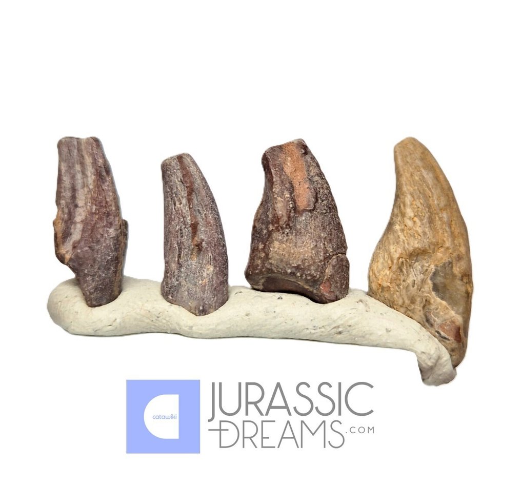 Forstenet klo - Set of 4 Partial Unidentified Theropod Dinosaur Claws - Lower Cretaceous Elrhaz Fm  (Ingen mindstepris) #2.1