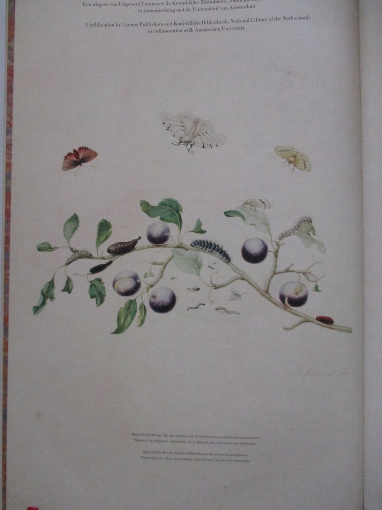 Maria Sibylla Merian - Metamorphosis insectorum Surinamensium / Verandering der Surinaamsche - 2016 #4.3