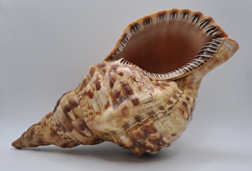 Conch Sea shell - Charonia  (No reserve price) #1.0