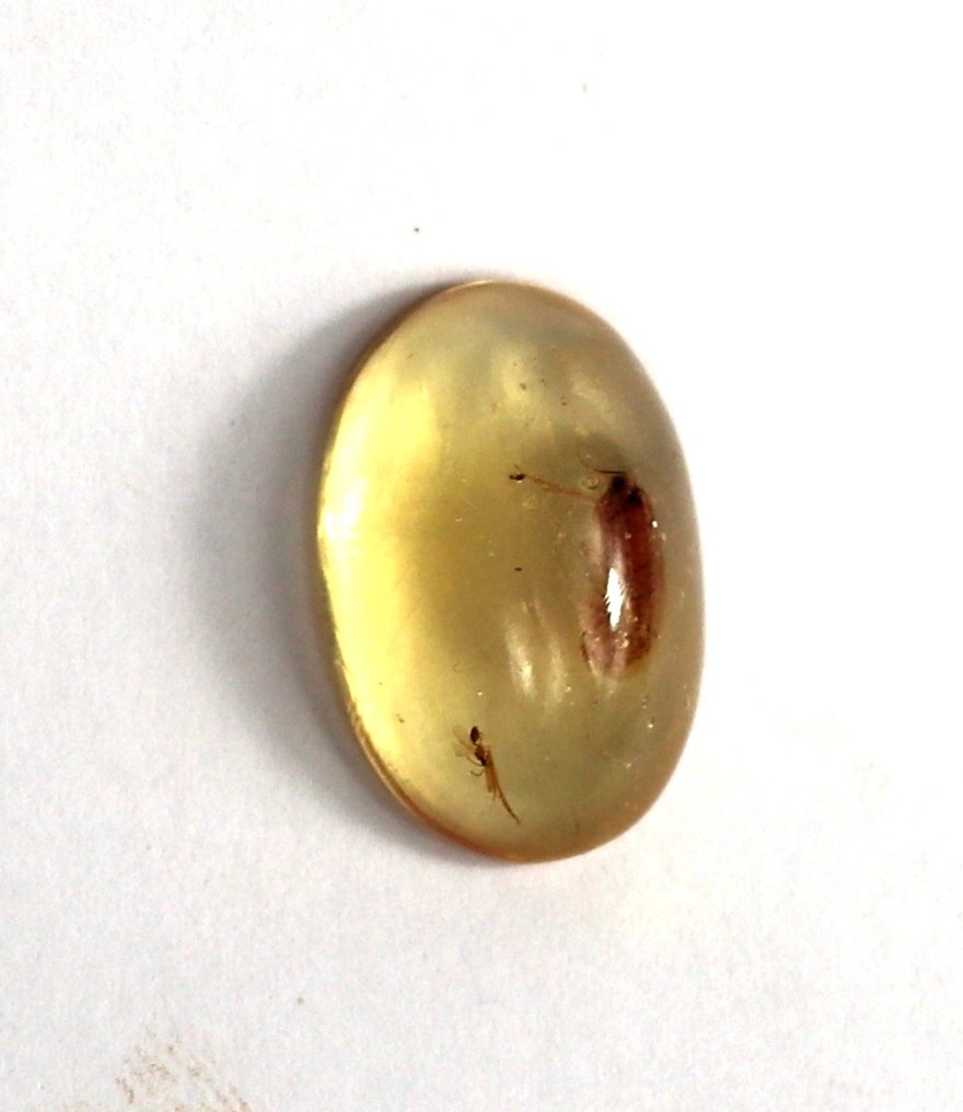 Copal - Amber - Insect ready for a ring - Jurassic park - 20 mm - 15 mm (No reserve price) #1.0