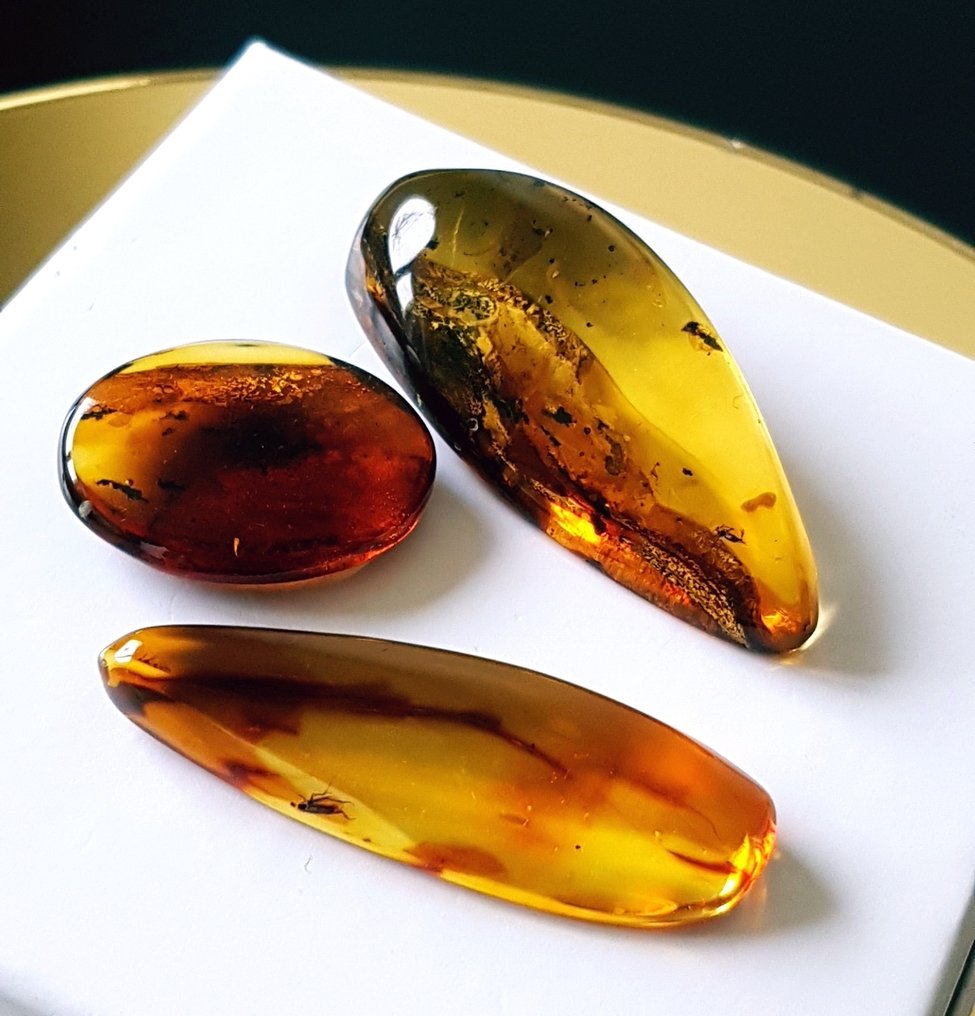 Hyvin harvinainen 3 kappaletta luonnollista fossiilista meripihkaa hyönteissisällyksellä - kaunis - Meripihka #1.0