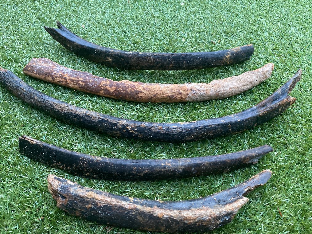 Mammut - Fossil ribben - Mammuthus primigenius - 59 cm - 8 cm (Ingen reservasjonspris) #1.0