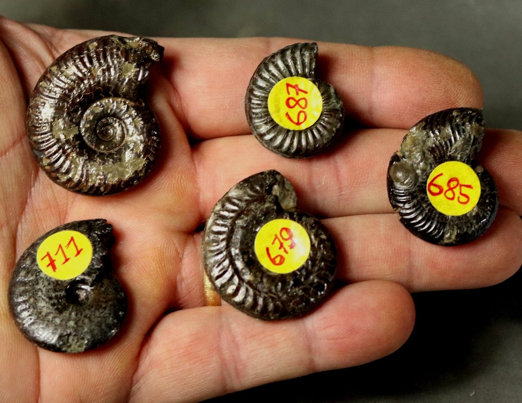 Classica località francese: Thorigné - Ottimo lotto di ammoniti. - Animale fossilizzato (Senza prezzo di riserva) #3.2