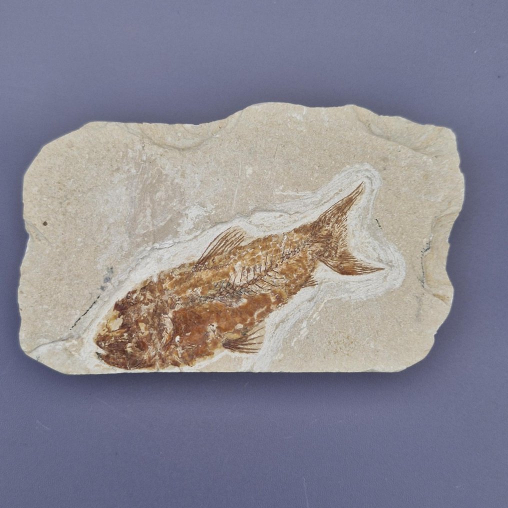 化石鱼 - 骨骼化石 - Sedenhorstia - 114 mm - 73 mm (没有保留价) #1.0