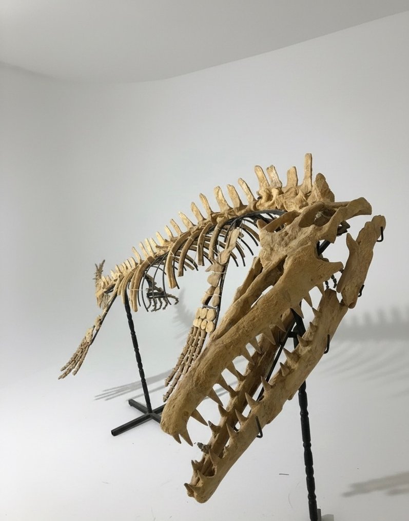 Marine reptile - Fossil skeleton - Mosasaurus sp. - 350 cm - 120 cm #1.0