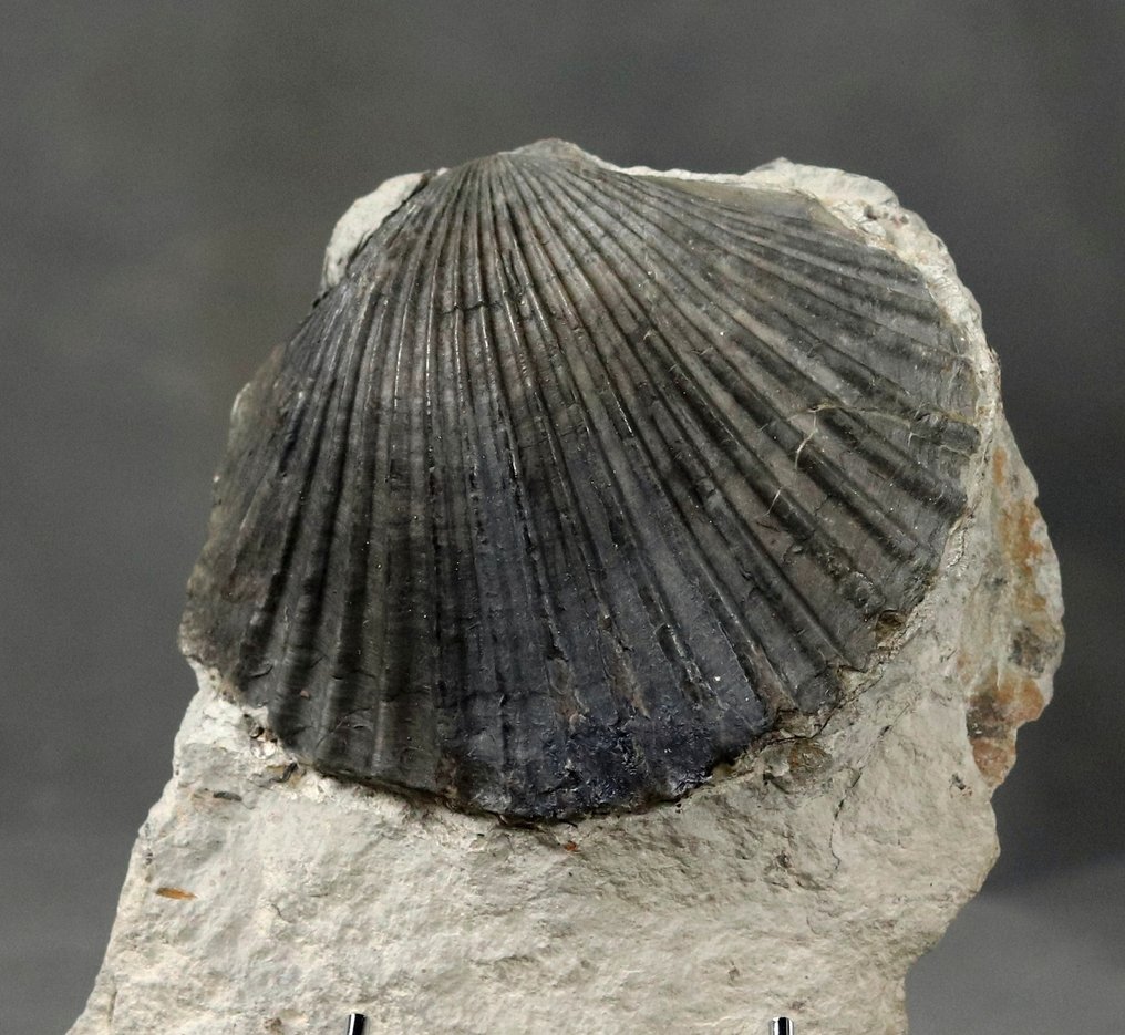 Ett enastående Pliensbachian-fossil - Fossiliserat djur - Pseudopecten equivalvis - 12 cm - 11 cm (Utan reservationspris) #1.0