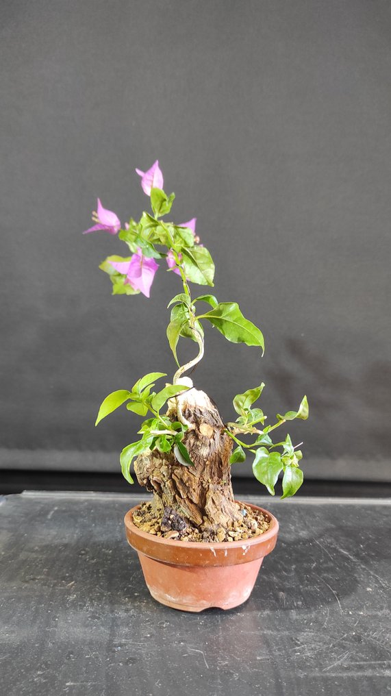 Μπουκαμβίλια μπονσάι (Bougainvillea glabra) - Ύψος (Δέντρο): 16 cm - Βάθος (Δέντρο): 12 cm - Ισπανία #1.0