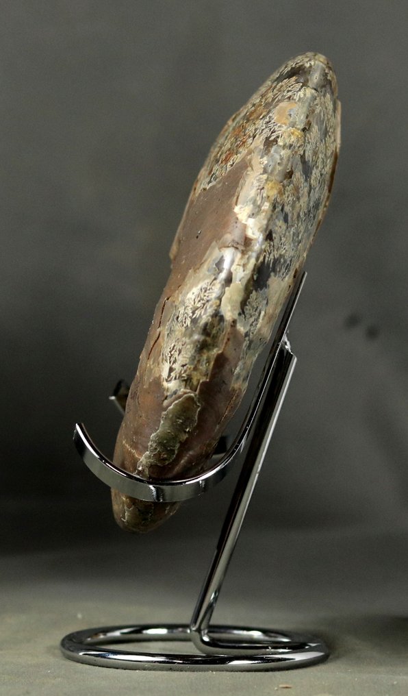 Fin ammonit med båda sidorna rengjorda - INTE POLERAD - Fossiliserat djur - Cleoniceras besairiei - 14 cm #3.2