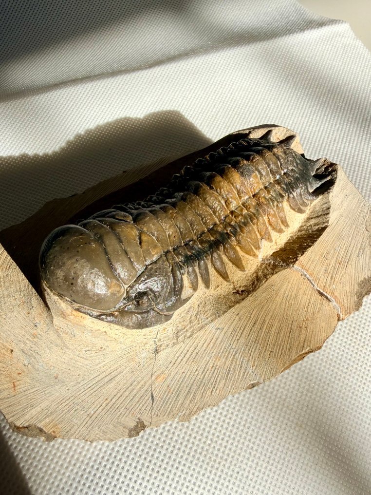 Trilobiet - Gefossiliseerd dier - Crotalocephalus gibbus - 11 cm #1.0