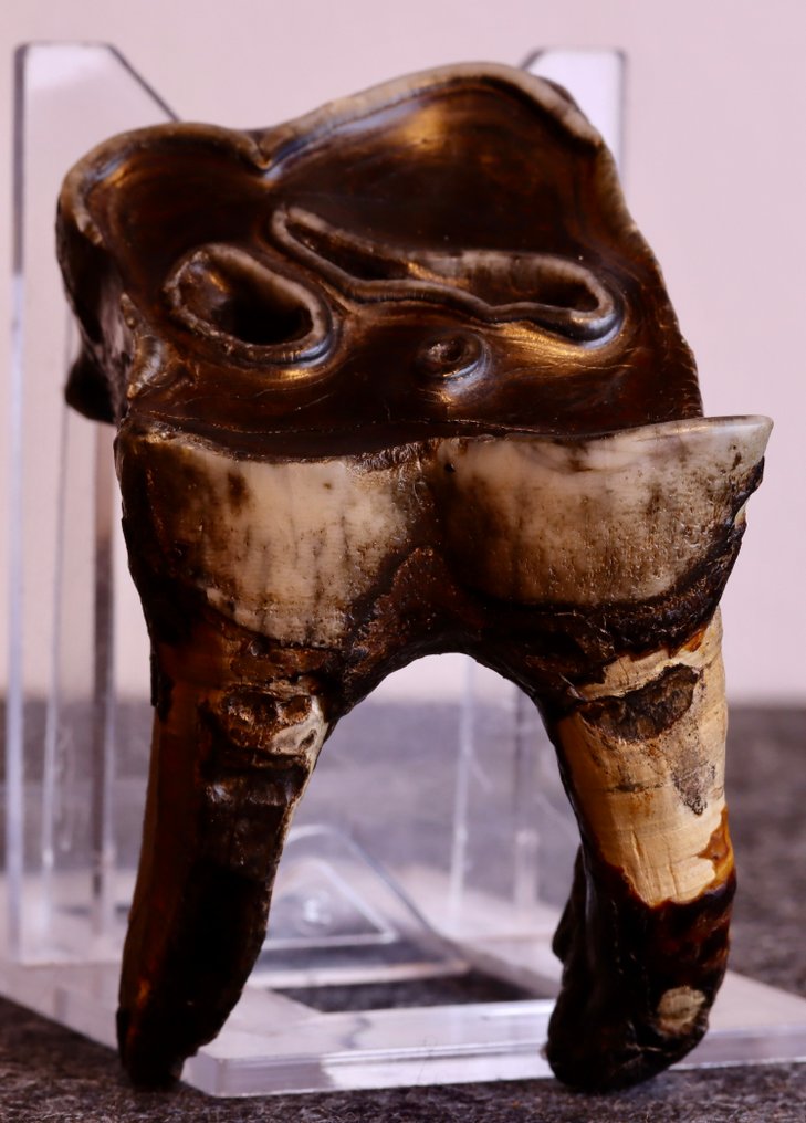 Wolharige neushoorn - Fossiele tand - Coelodonta antiquitatis - 65 mm - 42 mm (Zonder minimumprijs) #4.3