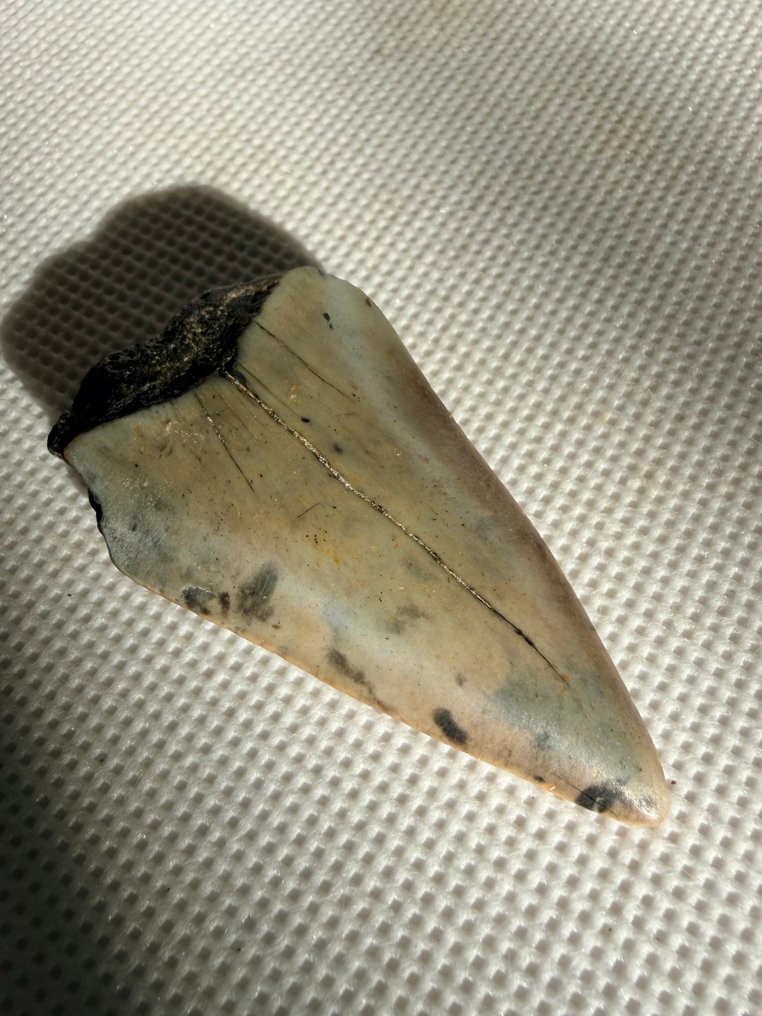 Great white shark - Fossil tooth - Cosmopolitodus hastalis - 4.9 cm  (No reserve price) #4.3