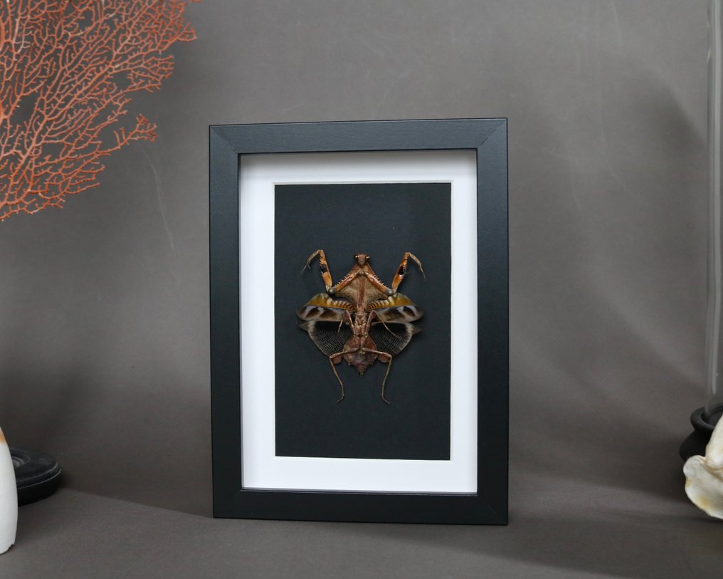 mante 动物标本剥制全身支架 - Deroplatys lobata - 25 cm - 17 cm - 17 cm - 非《濒危物种公约》物种 - 1 #2.1