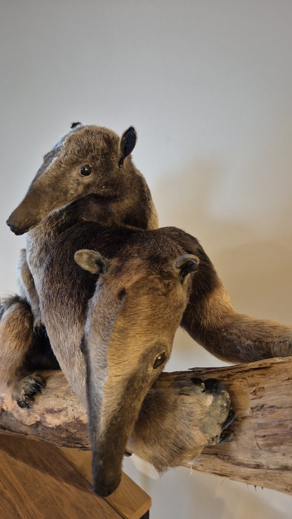 Tamandua - dorosłe i młode Eksponat taksydermiczny (całe ciało) - Tamandua tetradactyla - 60 cm - 110 cm - 30 cm - Gatunki inne niż CITES - 2 #4.3