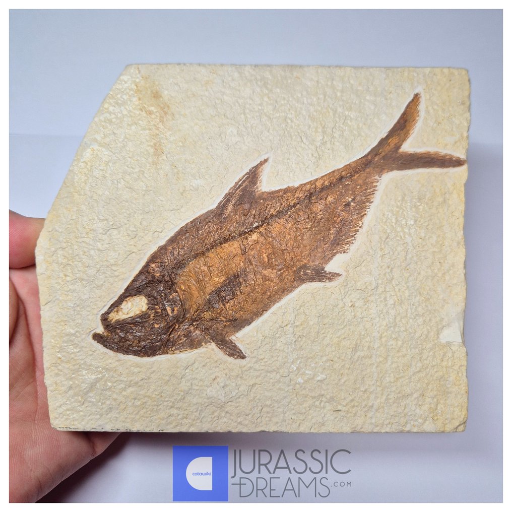 Poisson fossil esthétique, grand, 'Diplomystus dentatus' - âge Éocène, des États-Unis - formation - Animal fossilisé #1.0