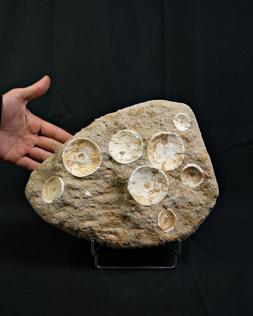 Skjelett av hai Otodus Obliquus - Fossilt skjelett - Otodus Obliquus #1.0