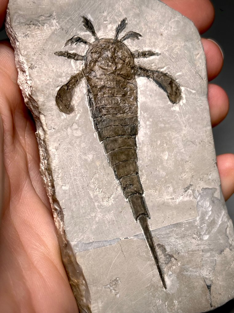 Straordinario scorpione di mare molto dettagliato. - Carapace fossile - Eurypterus (Baltoeurypterus) tetragonophthalmus Fischer, 1839 #1.0