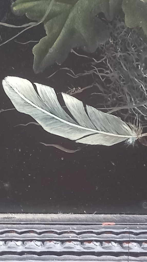 Eugene Peters (1946) - Bloemenstilleven #3.2