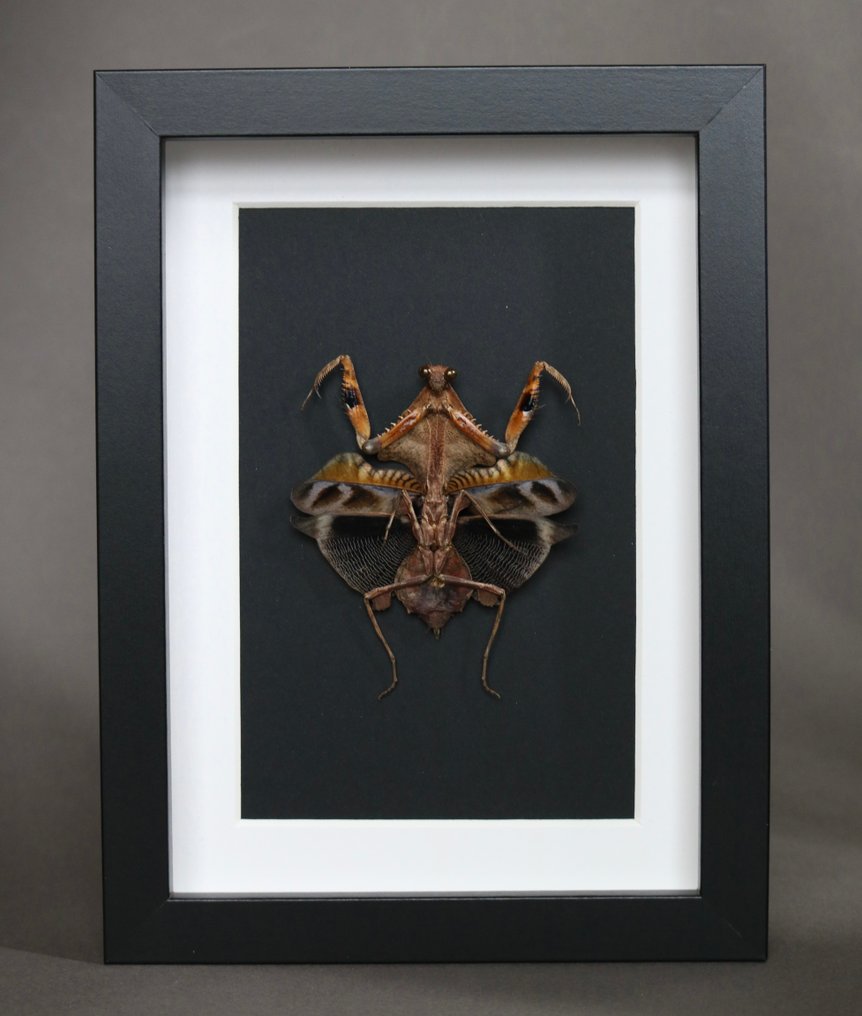 mante 动物标本剥制全身支架 - Deroplatys lobata - 25 cm - 17 cm - 17 cm - 非《濒危物种公约》物种 - 1 #1.0