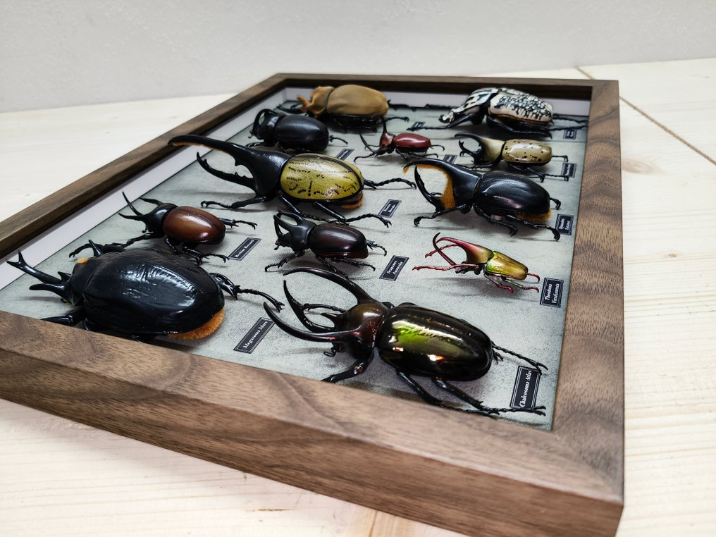 混合昆虫 动物标本剥制壁挂支架 - DYNASTINAE - 4 cm - 42 cm - 32 cm #3.2