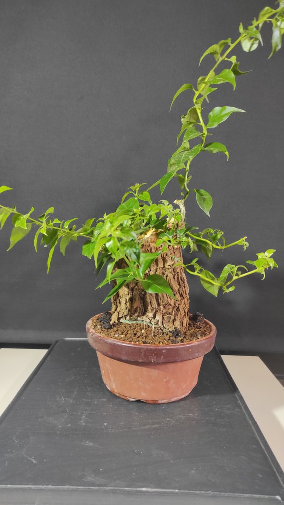 Bougainvillea bonsai (Bougainvillea glabra) - Height (Tree): 40 cm - Depth (Tree): 22 cm - Spain #4.3