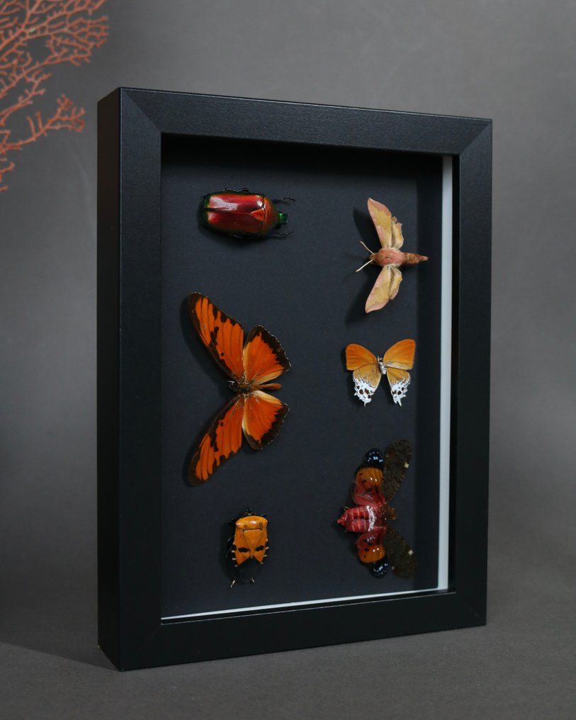 Scarafaggio Allestimento tassidermico a corpo intero - Torynorrhina flammea - 18 cm - 13 cm - 2 cm - Specie non CITES - 1 #1.0