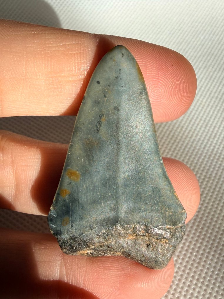 Great white shark - Fossil tooth - Cosmopolitodus hastalis - 5 cm  (No reserve price) #1.0