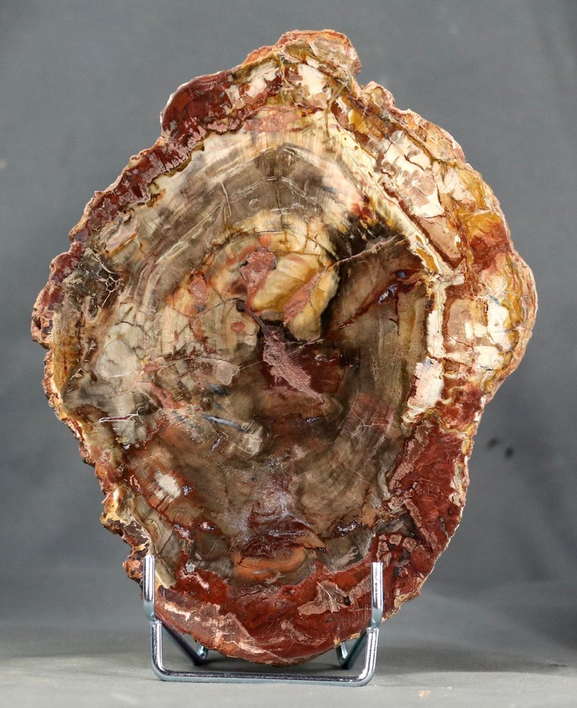 Madeira fossilizada bonita e decorativa em suporte - Polida com cores incomuns de vermelho, marrom e - Planta fossilizada - 22 cm - 17 cm #2.1