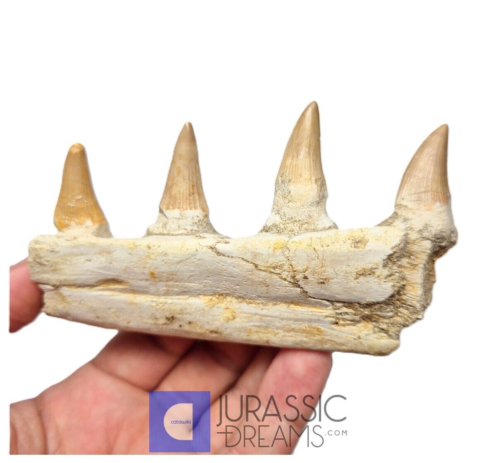 Partie droite de l'hémimandibule de « Gavialimimus almaghribensis » (espèce rare de mosasaure) - - Dent fossile (Sans prix de réserve) #1.0
