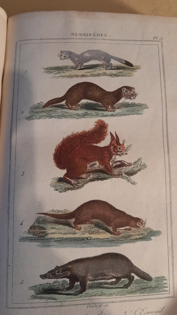 Comte de Buffon - Oeuvres complètes: volumes 10 et 11 les animaux quadrupèdes (sauvages et domestiques) - 1833-1834 #1.0
