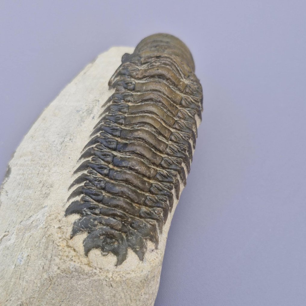 Trilobite - Fosszilizálódott állat - Crotalocephalina gibbus - 8.7 cm - 3.3 cm (Nincs minimálár) #3.2