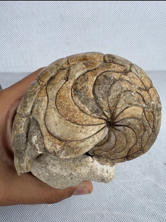 Nautiloid - Fossilised animal - Aturia sp. - 13.5 cm #1.0