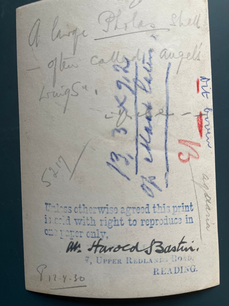 Harold  Bastin - Een grote Pholas-schelp #4.3