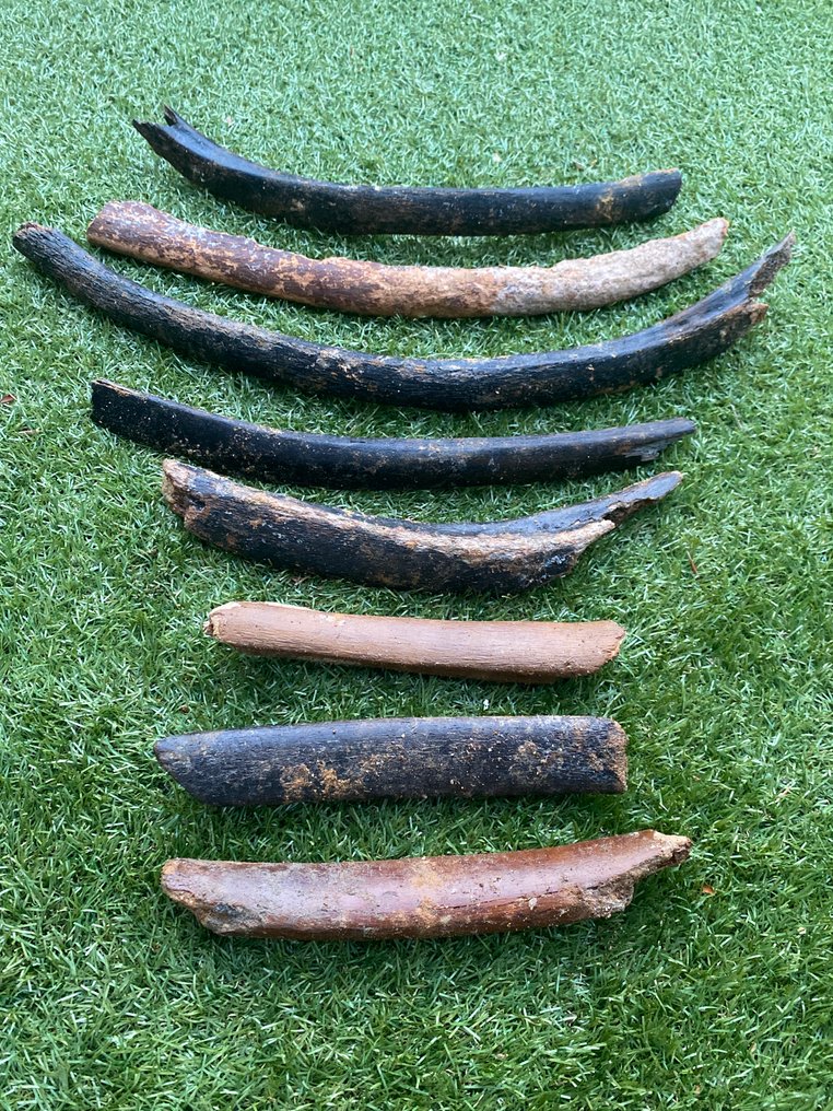 Mammut - Fossil ribben - Mammuthus primigenius - 59 cm - 8 cm (Ingen reservasjonspris) #1.0