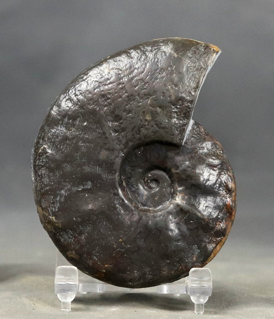 Sjelden triassisk ammonitt med spesielle suturlinjer - Fossile dyr - Ceratites laevigatus - 9 cm (Ingen reservasjonspris) #1.0