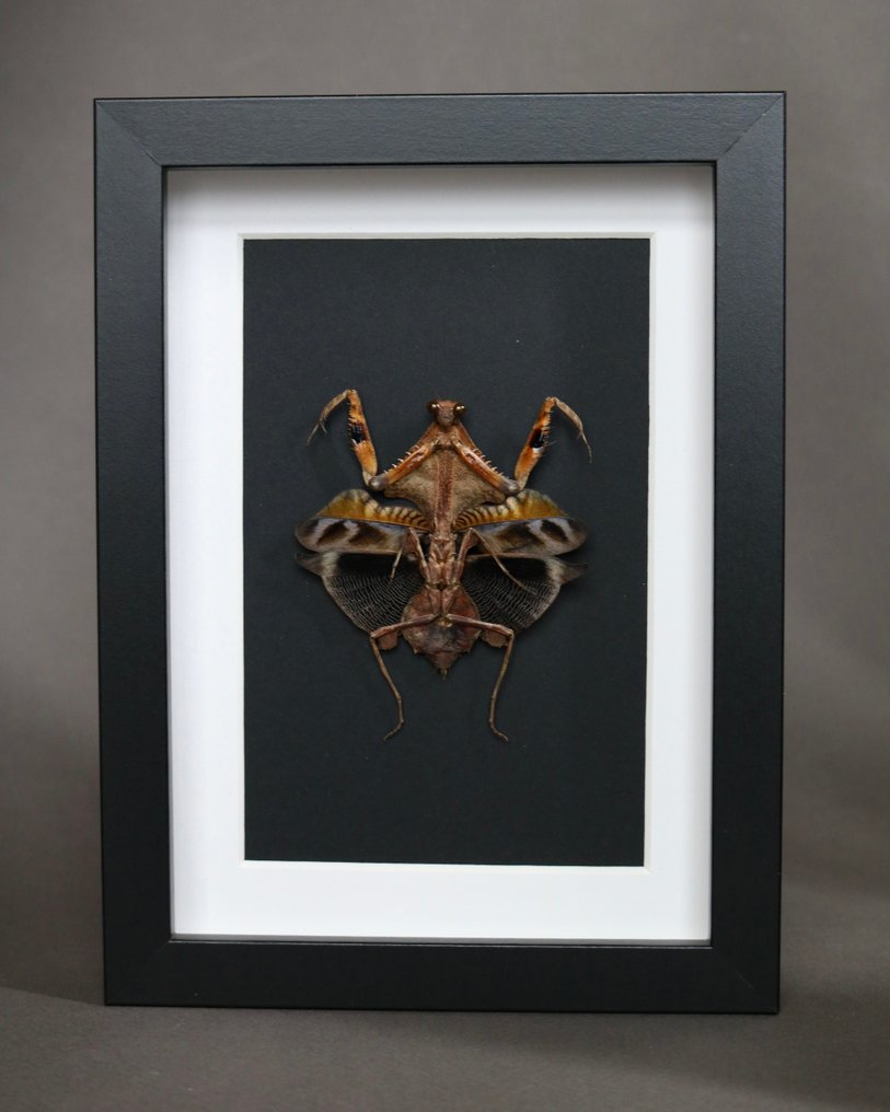 mante 动物标本剥制全身支架 - Deroplatys lobata - 25 cm - 17 cm - 17 cm - 非《濒危物种公约》物种 - 1 #3.2