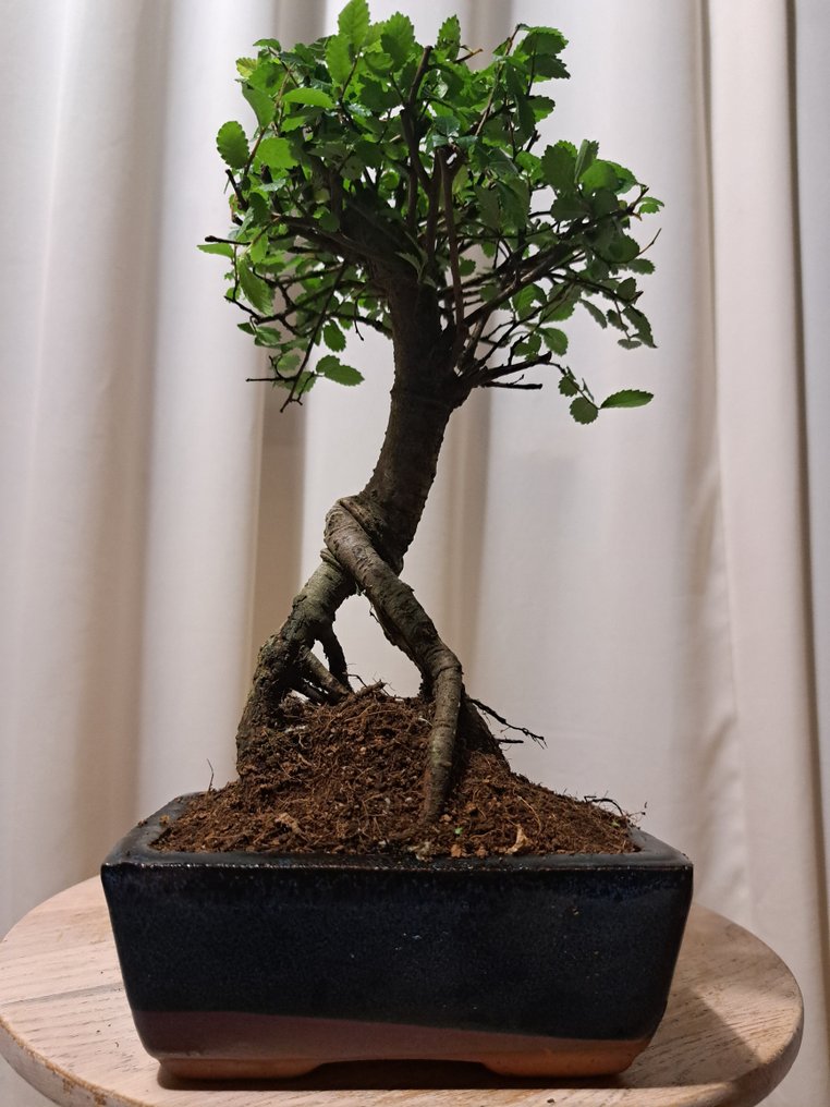 Chinese elm bonsai (Ulmus parviflora) - Height (Tree): 24 cm - Depth (Tree): 16 cm - Netherlands #1.0