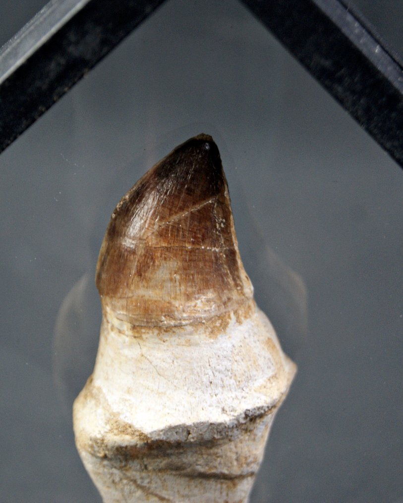 沧龙 - 牙齿化石 - Mosasaurus anceps con raiz (没有保留价) #3.2