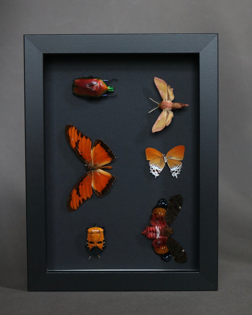 Scarafaggio Allestimento tassidermico a corpo intero - Torynorrhina flammea - 18 cm - 13 cm - 2 cm - Specie non CITES - 1 #4.3