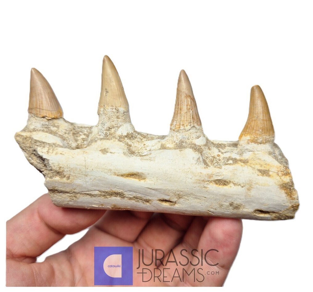 Partie droite de l'hémimandibule de « Gavialimimus almaghribensis » (espèce rare de mosasaure) - - Dent fossile (Sans prix de réserve) #3.2