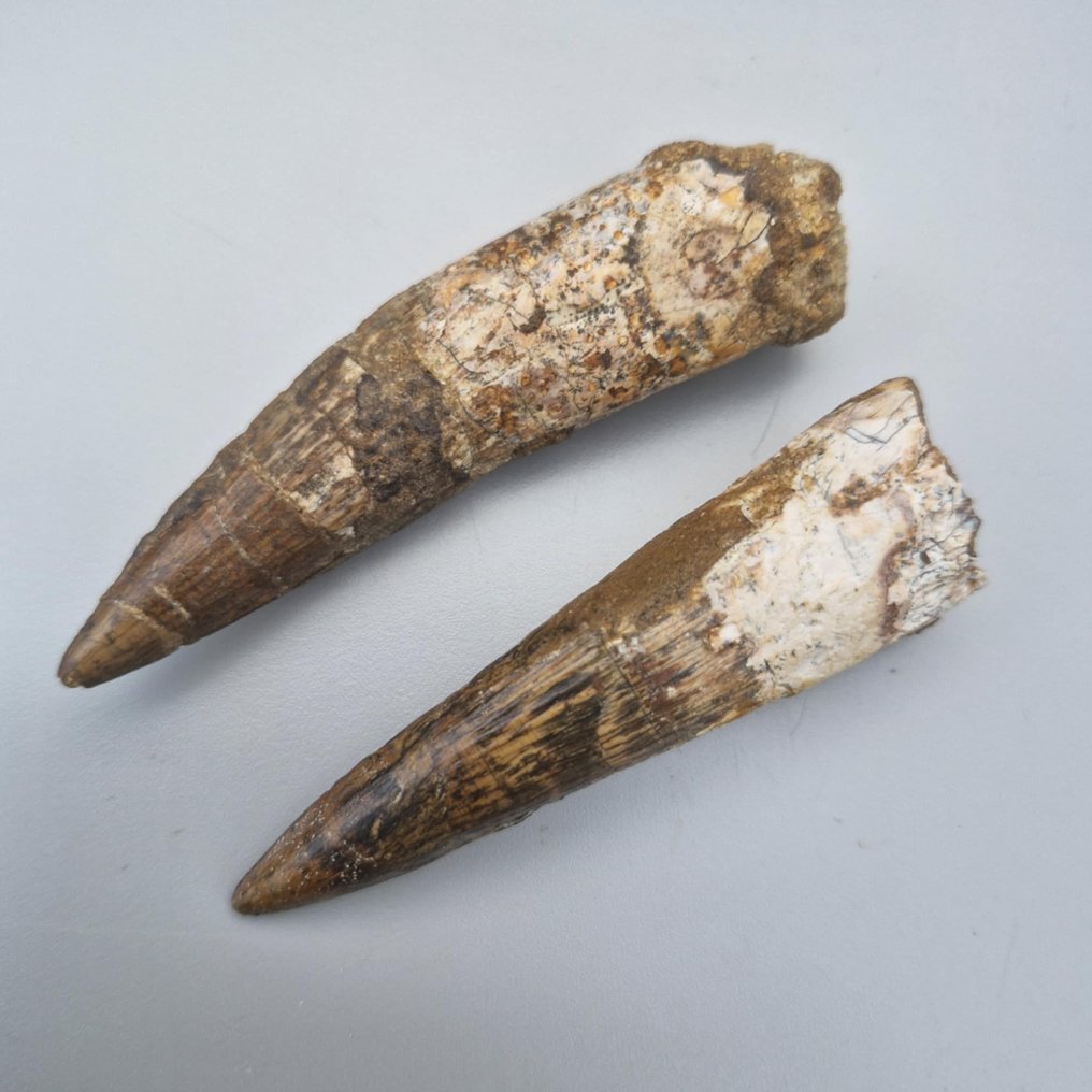 Dinosaur - Fossil teeth - Spinosaurus aegyptiacus - 87 mm - 23 mm (No reserve price) #2.1