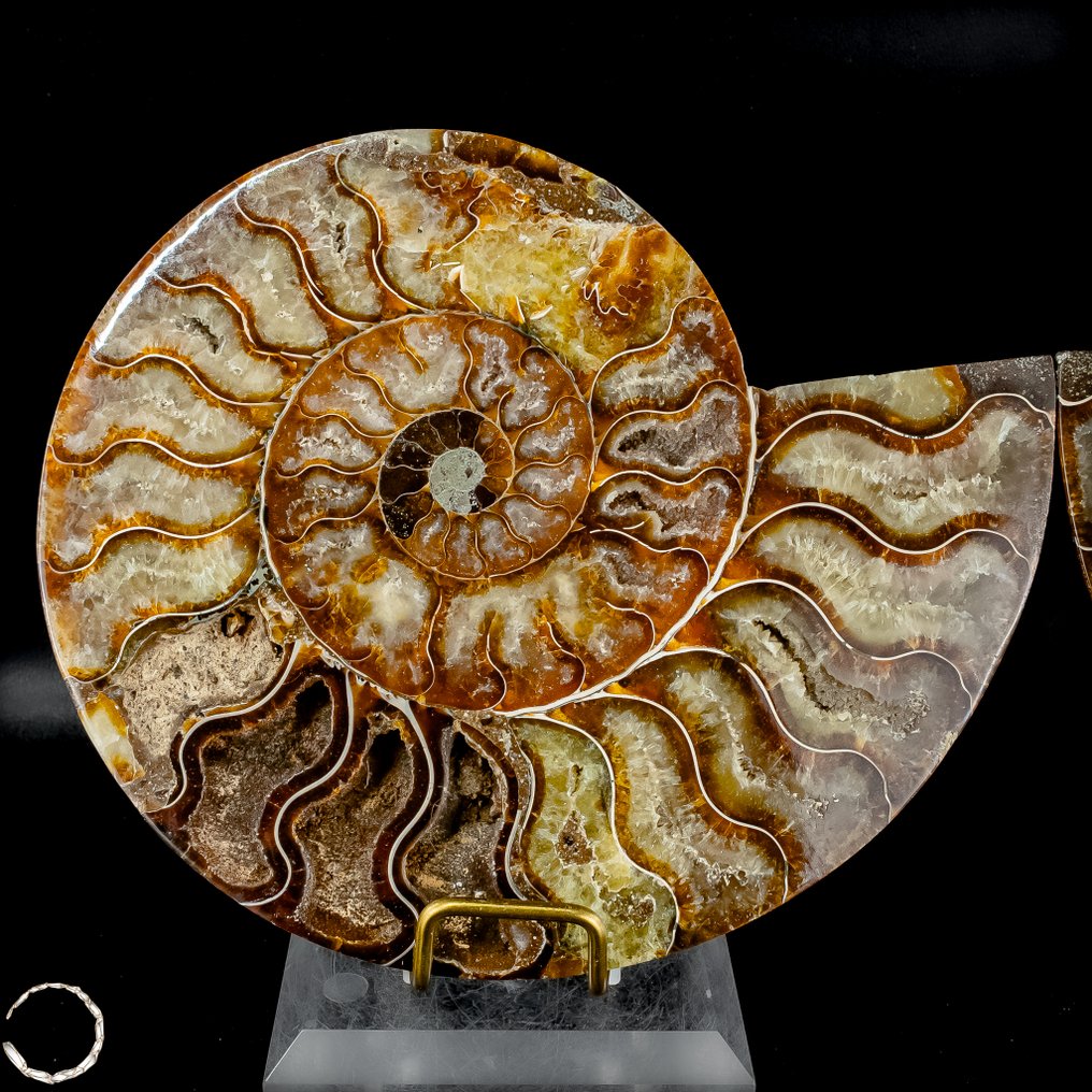 Όμορφες πλάκες αμμονίτη Χαρακτικά απολιθωμάτων διαχρονικής αξίας από την προϊστορική εποχή- 871.79 g - (2) #1.0