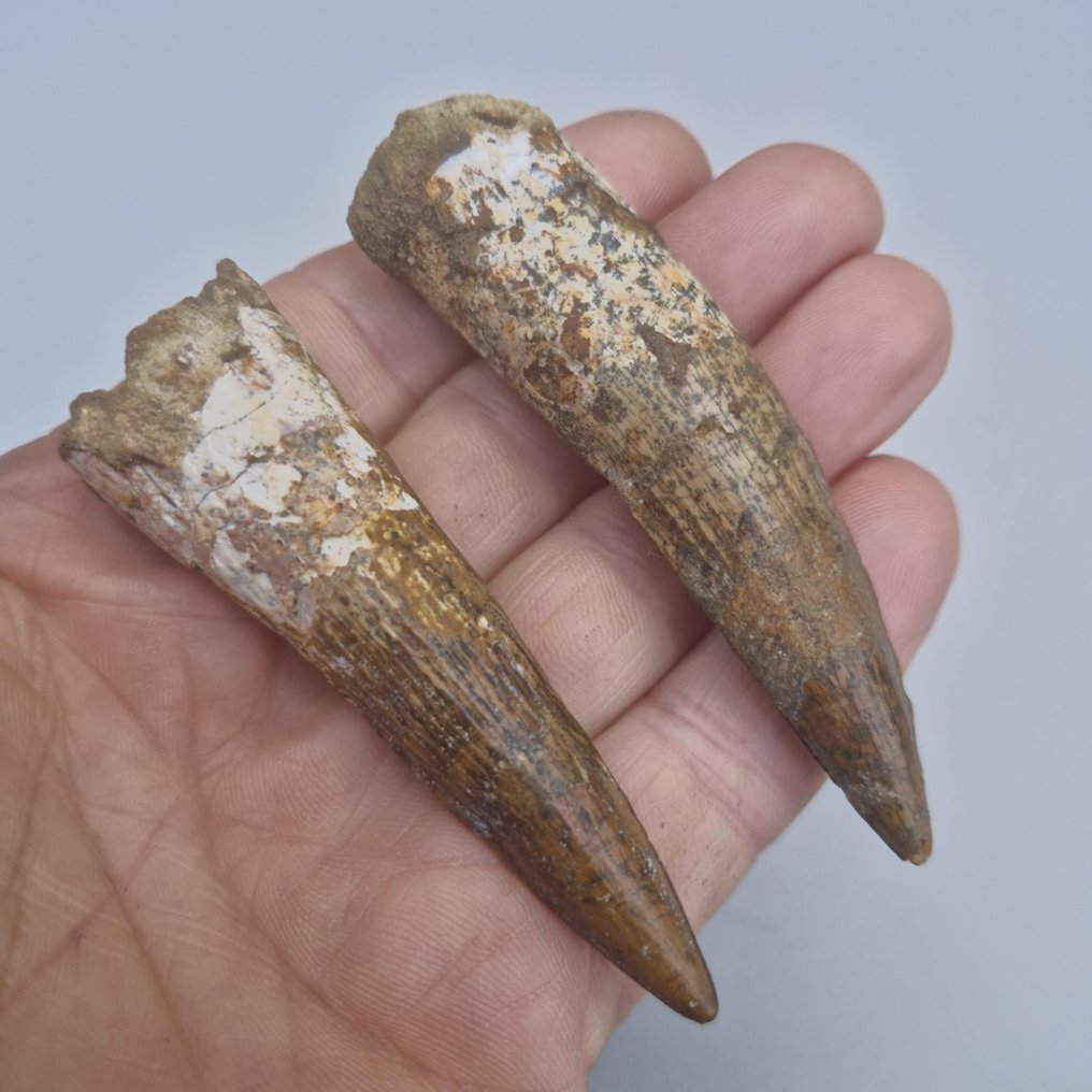 Dinosaur - Fossil teeth - Spinosaurus aegyptiacus - 87 mm - 23 mm (No reserve price) #3.2