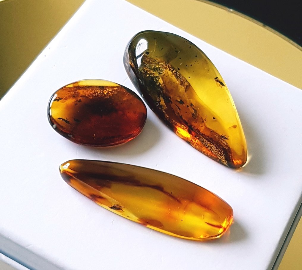 Hyvin harvinainen 3 kappaletta luonnollista fossiilista meripihkaa hyönteissisällyksellä - kaunis - Meripihka #4.3