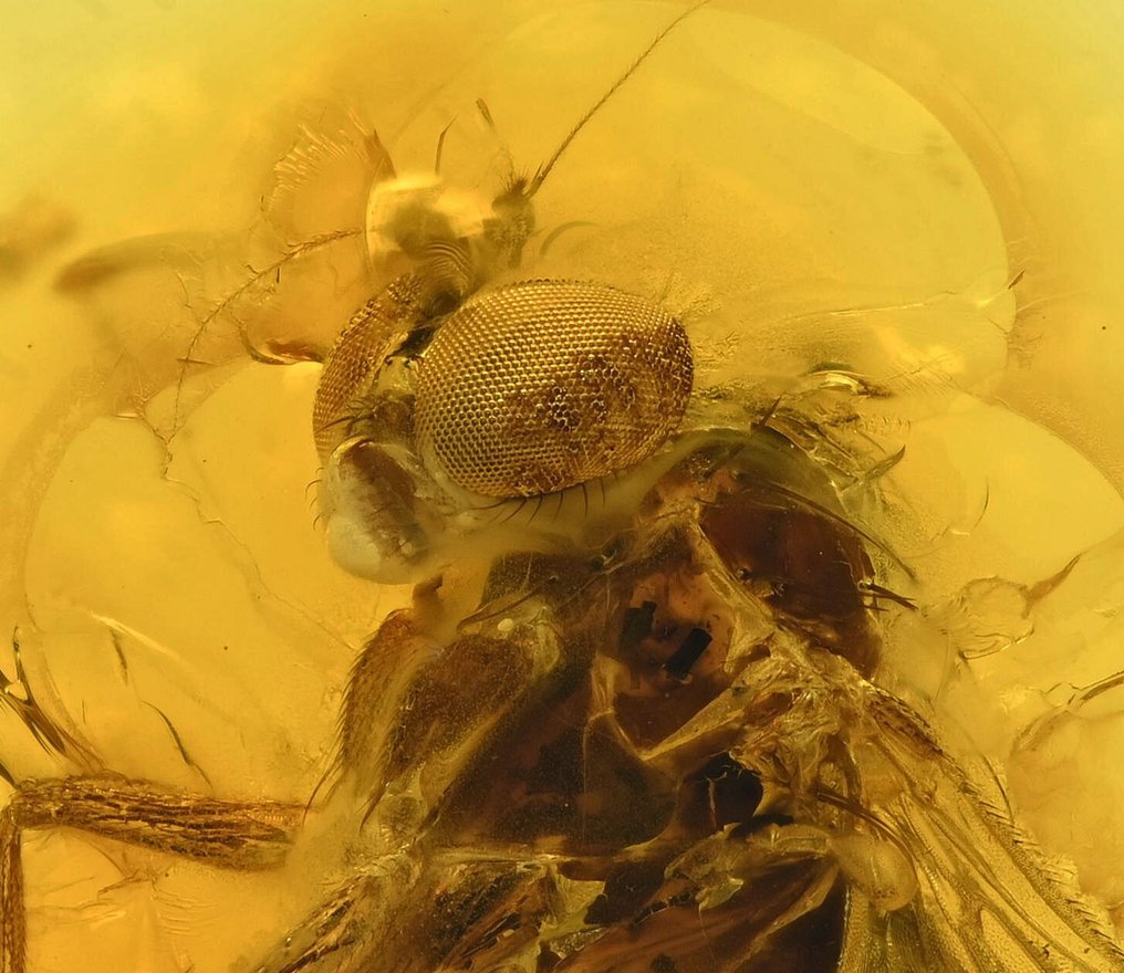 镀金波罗的海琥珀吊坠 - 内含长腿蝇科（Dolichopodidae）化石昆虫 - 光滑化石  (没有保留价) #4.3