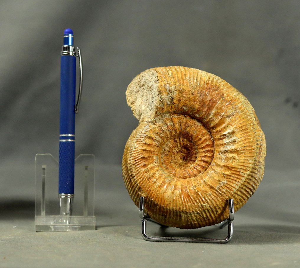 Egy finom ammonit - Két oldala megőrzött. - Fosszilizálódott állat - Stephanoceras humphrisianum - 11.6 cm #1.0