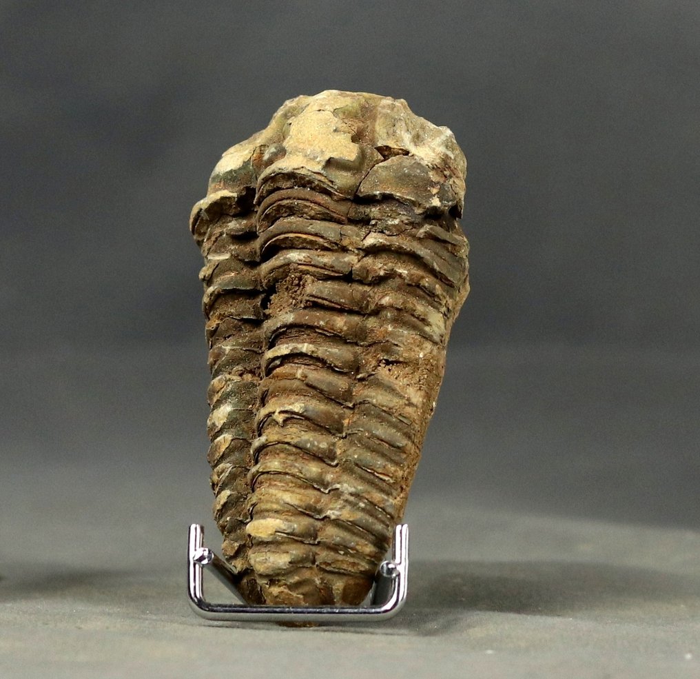 Un grande e decorativo trilobite fossile (8 cm !!) - Animale fossilizzato - Diacalymene ouzregi  (Senza prezzo di riserva) #1.0