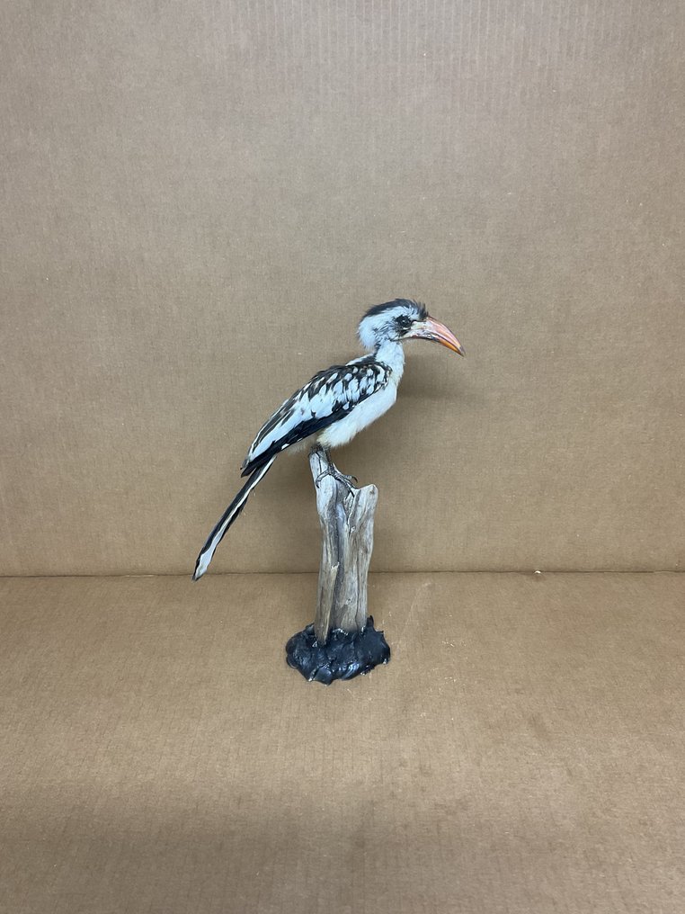 Pohjoinen punapäälokki Täytetyn eläimen koko kehon jalusta - ( Tockus erythrorhynchus) closed ring bird - 0 in - 0 in - 0 in - 1 #2.1