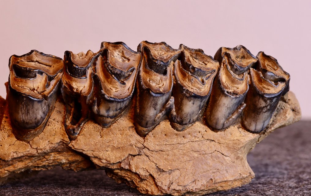 Sinomegaceros sp. - Os maxilar fosilă - 59 mm - 112 mm #1.0