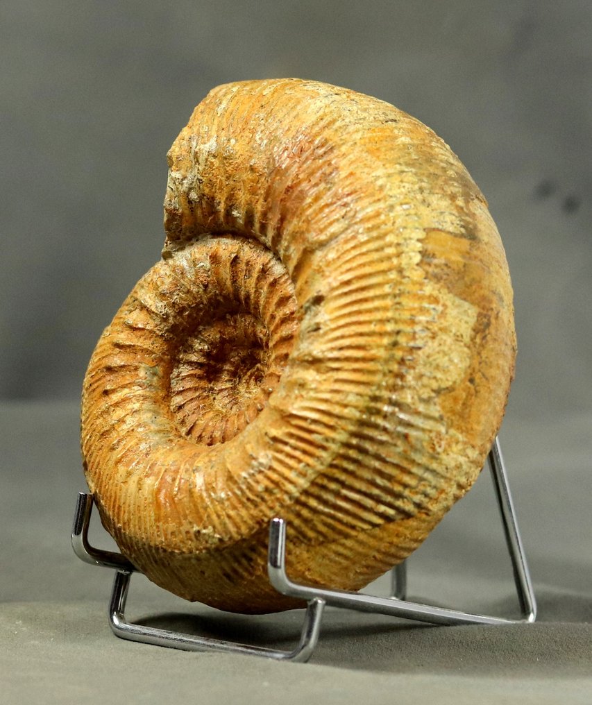 Egy finom ammonit - Két oldala megőrzött. - Fosszilizálódott állat - Stephanoceras humphrisianum - 11.6 cm #2.1
