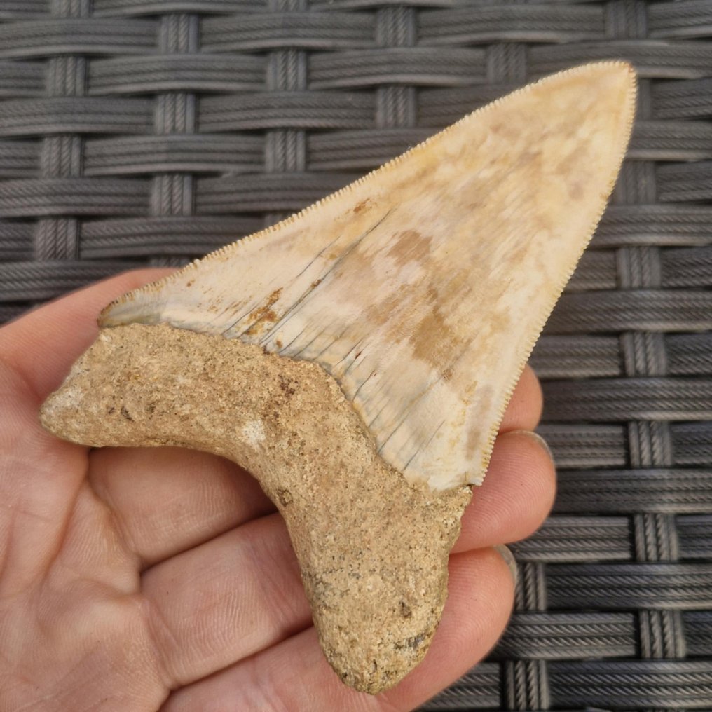 Megalodon Shark - Dinte fosilă - megaselachus megalodon - 95 mm - 63 mm (Fără preț de rezervă) #1.0